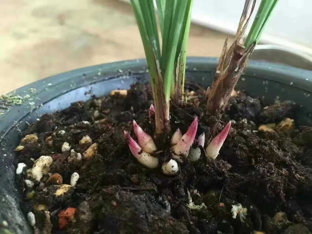 莲瓣兰名品 一物一拍