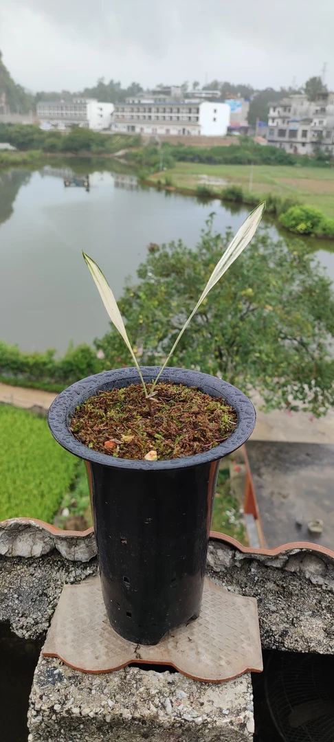 磨砂银灰滑皮链接，一物一拍，以实物为准