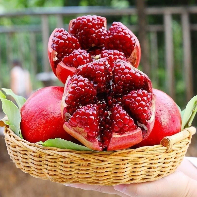 【拍一送一】红宝石无籽黑宝石石榴树苗基地直发南北方种植