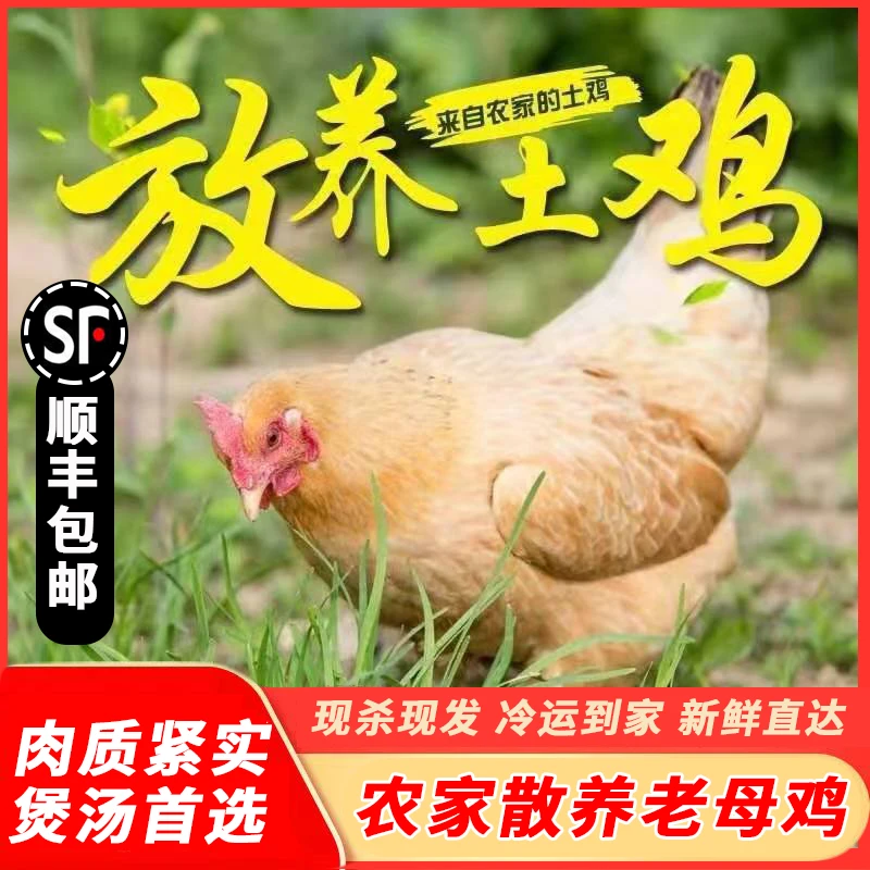 【D果园直发】现杀散养老母鸡土鸡两只净重4-4.5斤冷链包邮