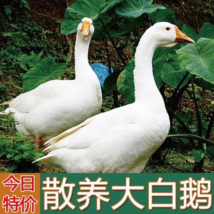 【买1只送1只】农家青年嫩鹅头上不带包大白鹅肉净重9斤左右带心肝