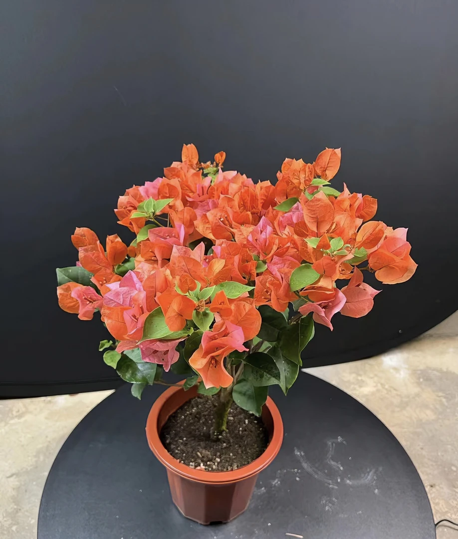 花之缘三角梅一物一拍福利专款不售后