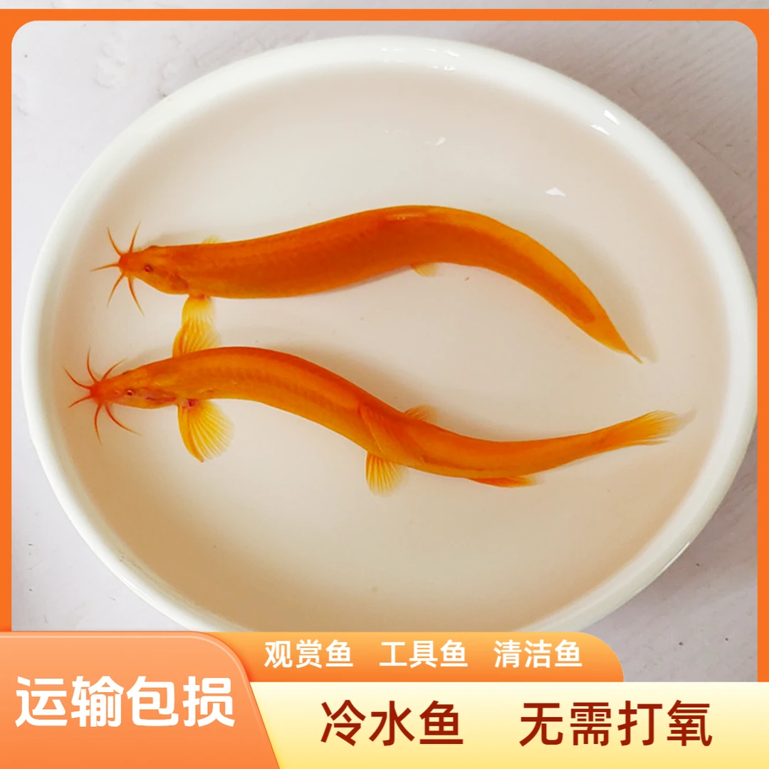 冷水鱼淡水鱼黄金泥鳅养殖观赏清理鱼缸宠物活体饲养好养清洁鱼