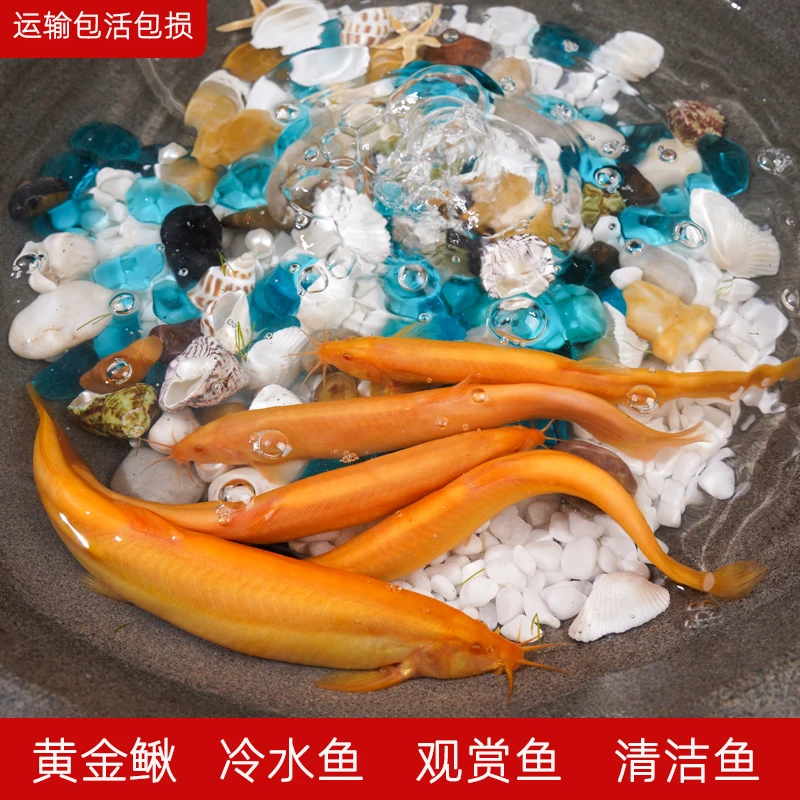 黄金泥鳅黄金鳅金龙鳅清道夫工具鱼小鱼苗新手练手好养易养清洁鱼