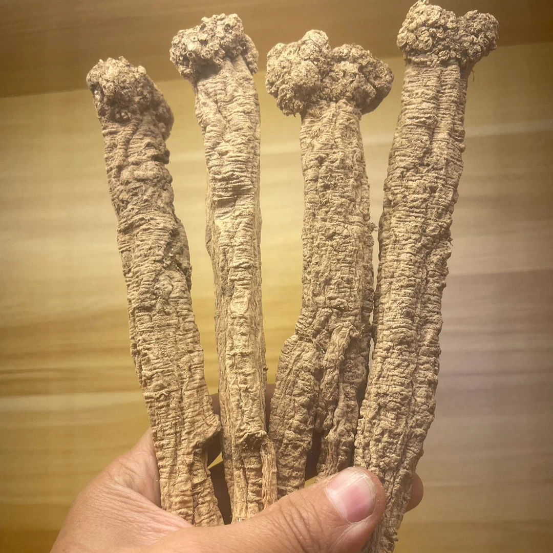 野生党参甘味道地品质大山里独一味