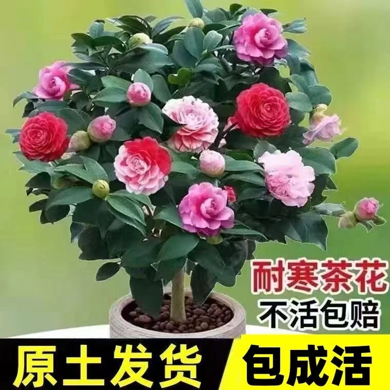 【原土发货】四季茶花不开不断红山茶盆栽庭院大红香妃十八学士粉红