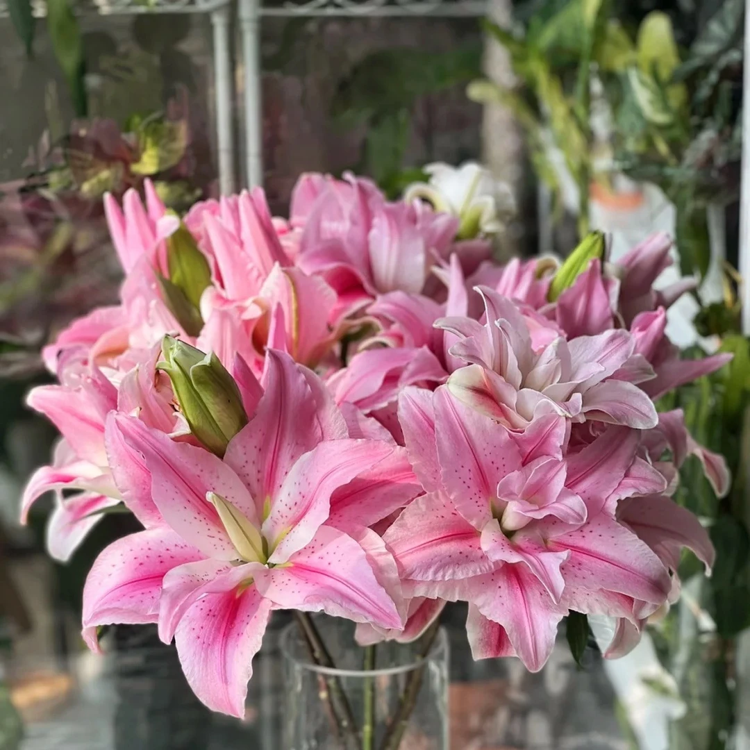 【海星公主】云南基地直发百合花鲜花瓶插水养香水重瓣百合室内