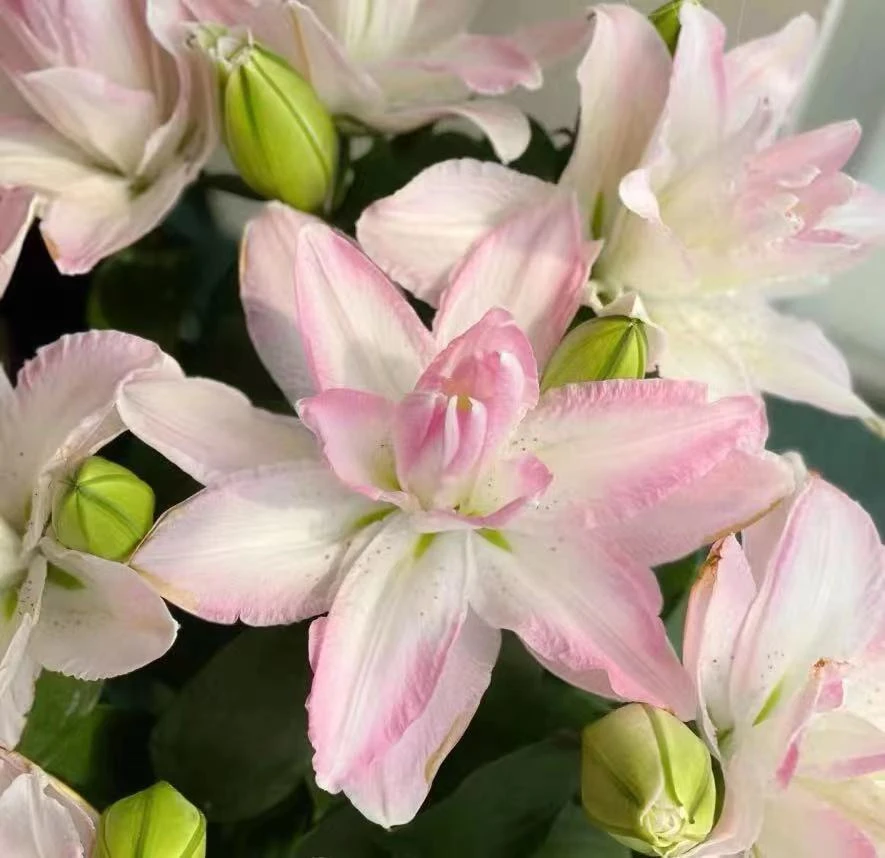 【荷塘月色】云南基地直发百合花鲜花瓶插水养香水重瓣百合鲜切花