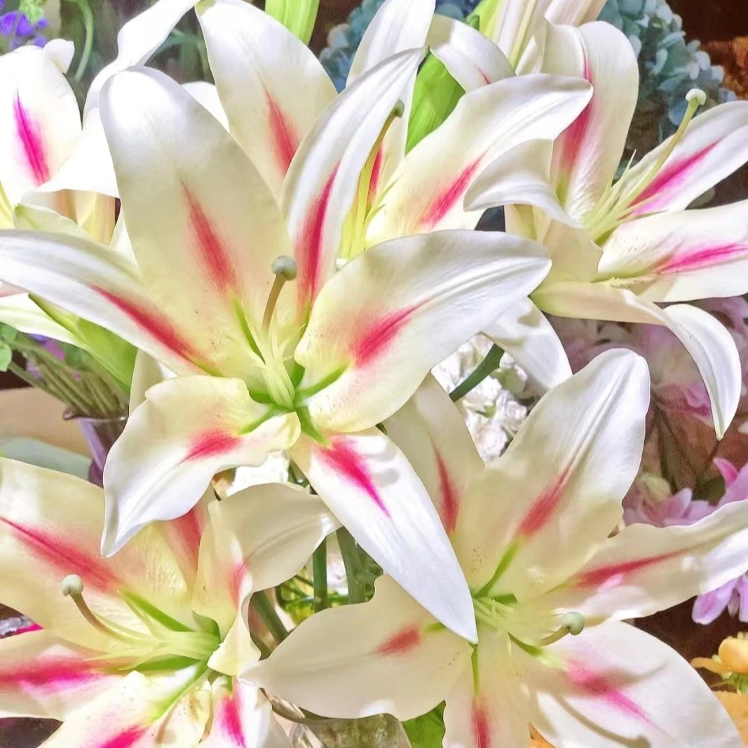 【小仙女】云南基地直发浓香味香水百合花鲜花鲜切花