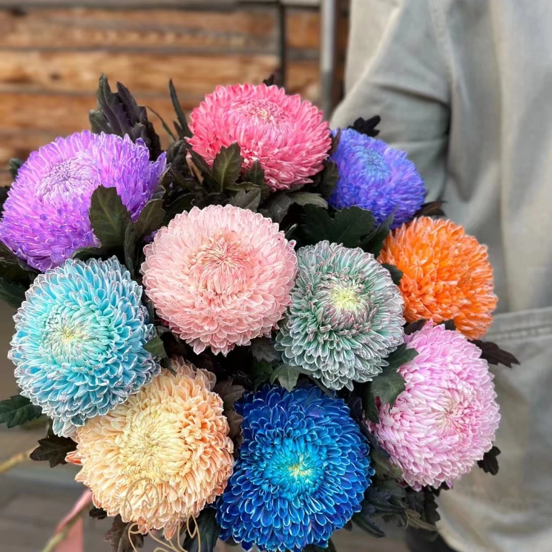 【牡丹菊】富贵牡丹球牡丹菊鲜花室内装饰鲜切花