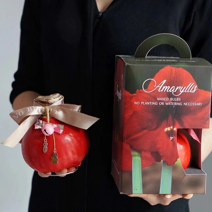 【种业红郡主朱顶红腊球】云南基地直发百合花鲜花瓶插水鲜切花