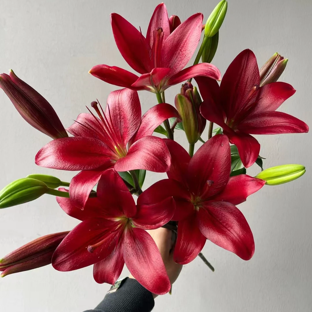 【黑贝壳】云南基地直发百合花鲜花无香黑色亚百合