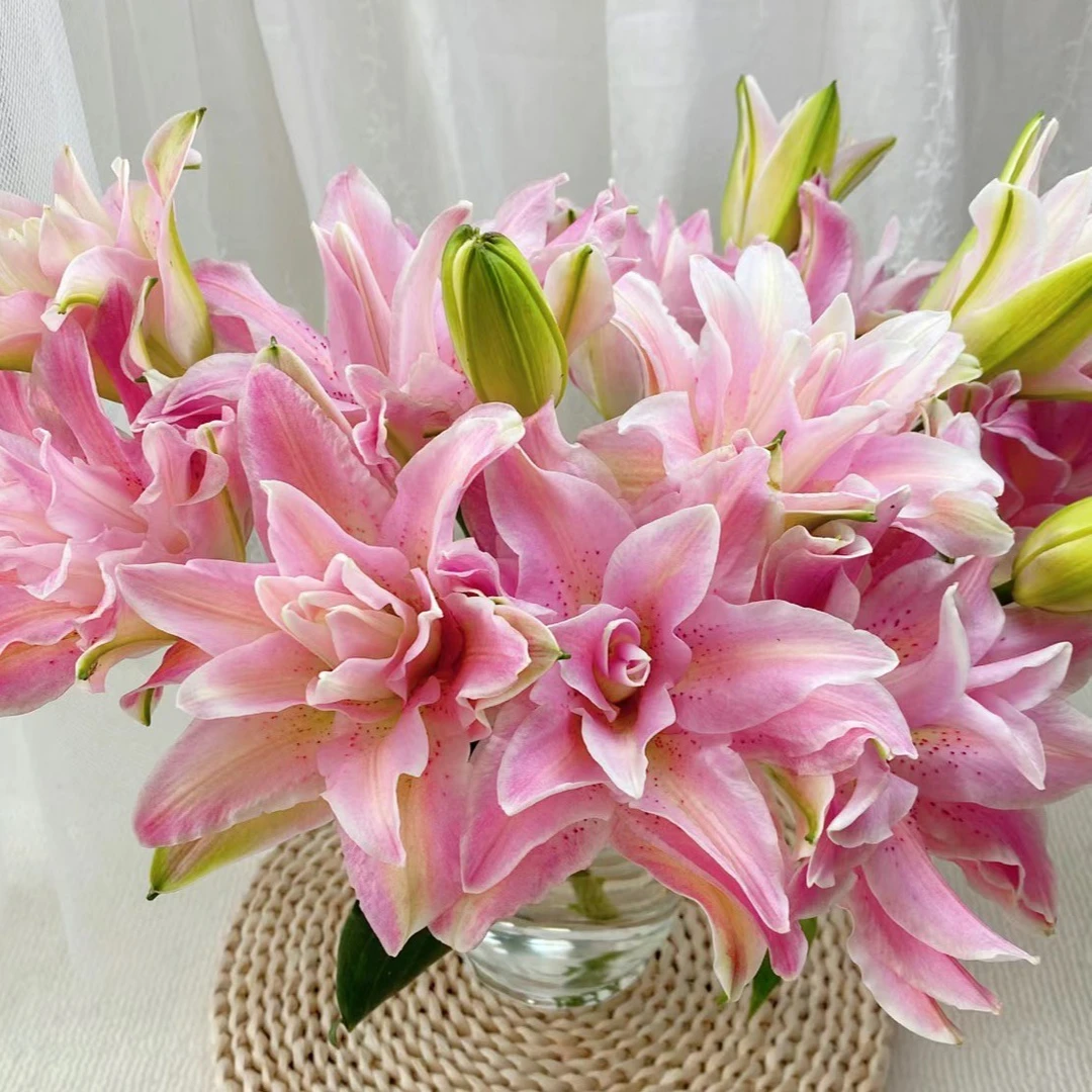 【种业红蜜糖水晶】粉色重瓣香水百合鲜花