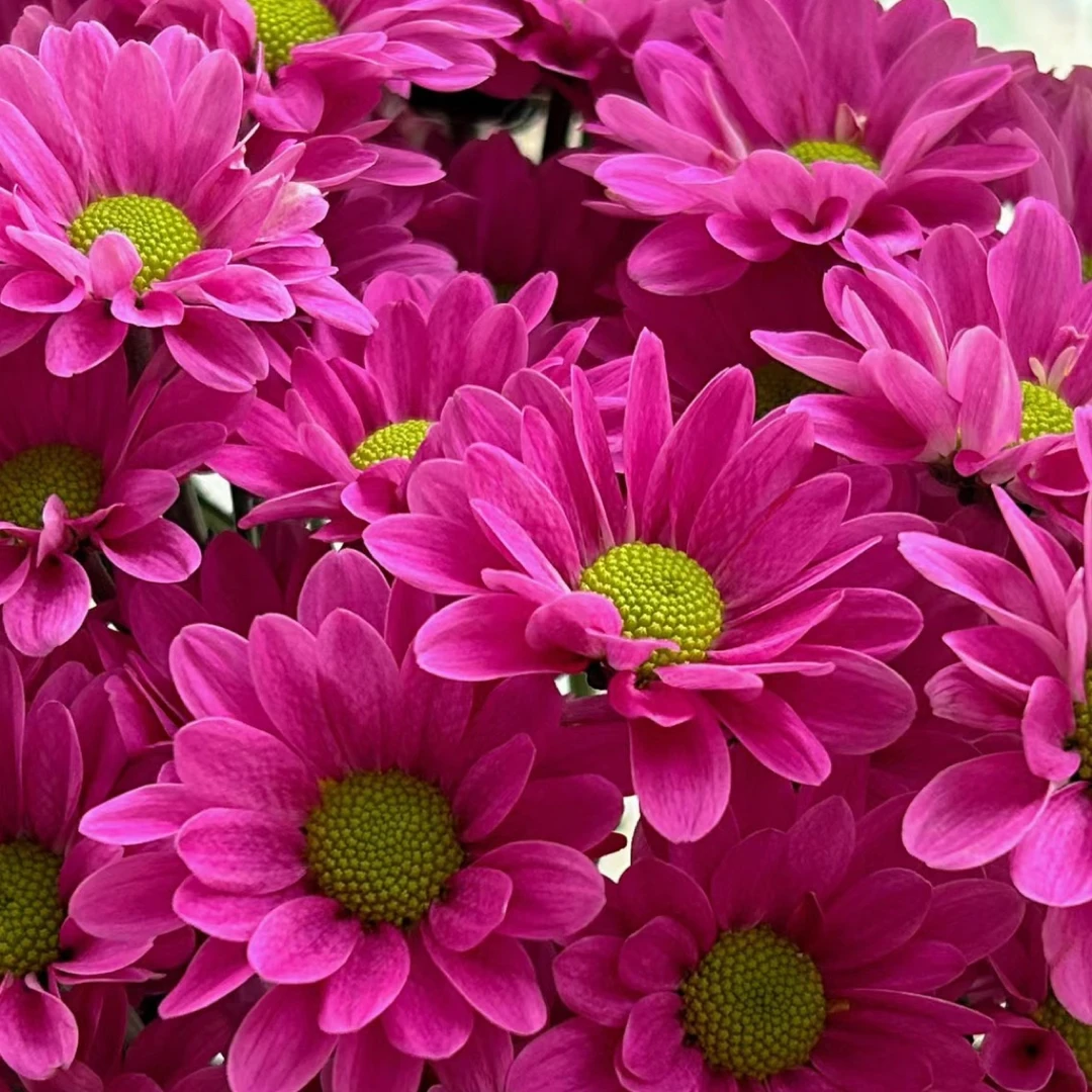 【孟菲斯小菊】云南基地直发小雏菊花鲜花