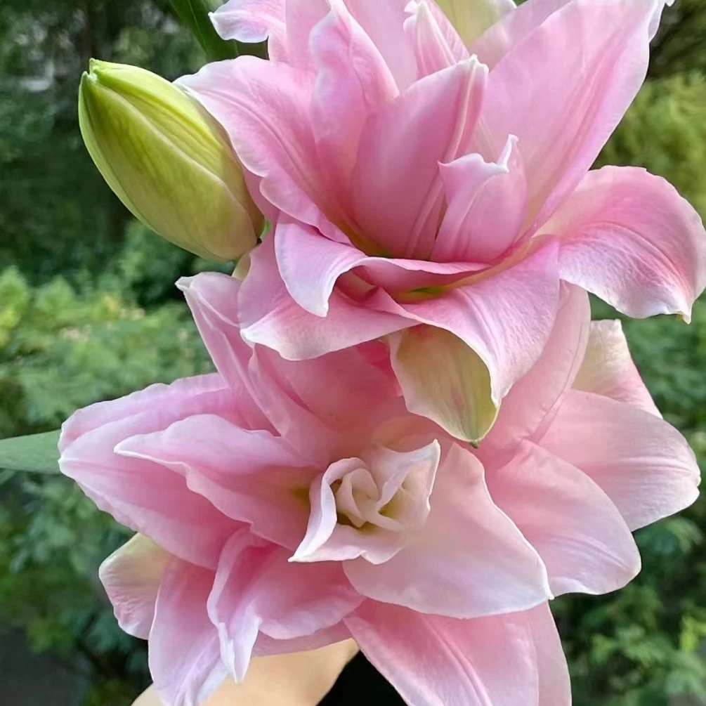 【种业贵妃·】云南直发鲜花粉色重瓣香水百合鲜切花