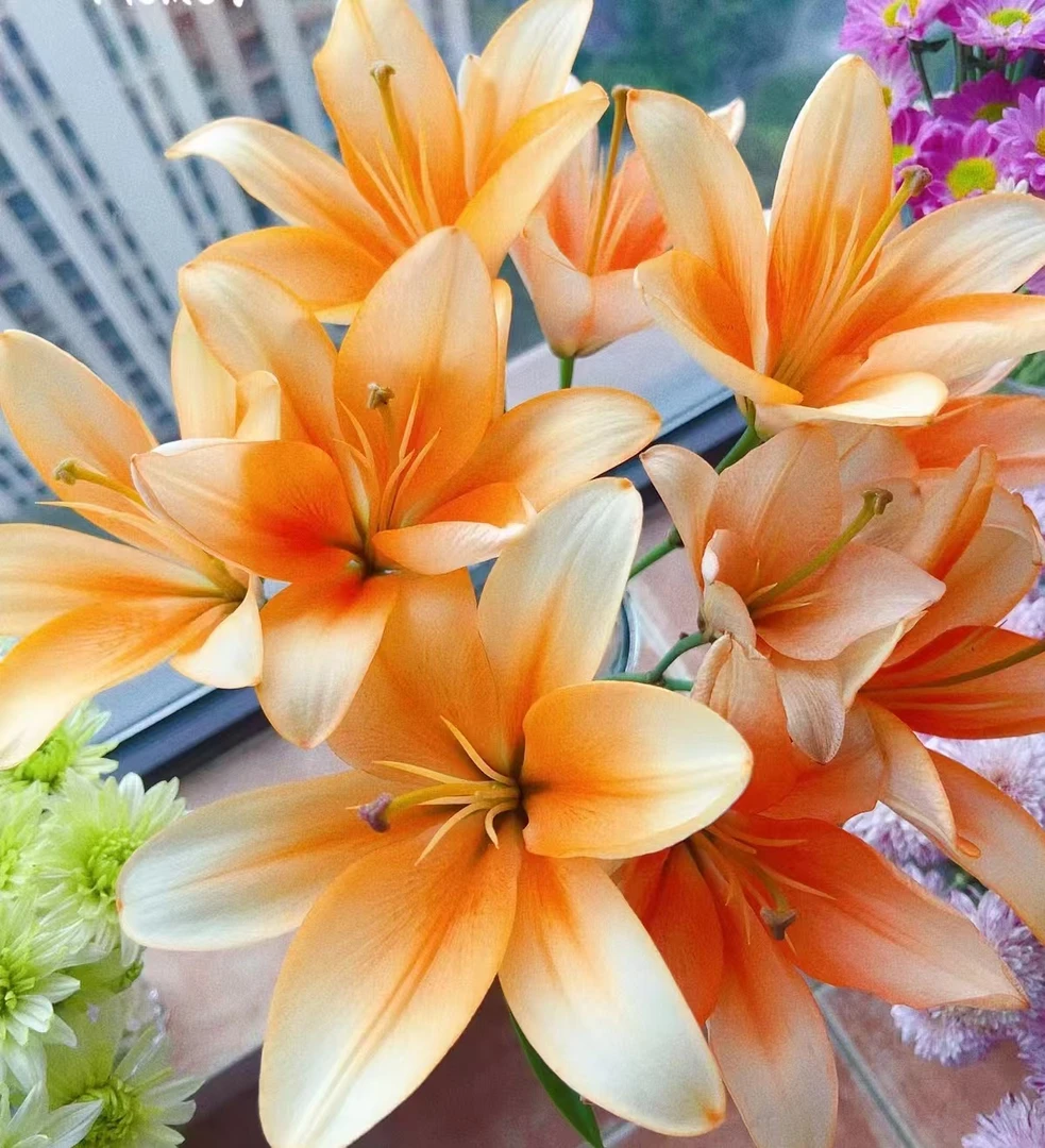【橙色帝王】云南鲜切花无香味橙色亚百合花鲜花