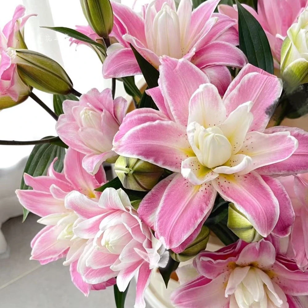 【莲花之境】云南基地百合花鲜花瓶插水养香水重瓣百合