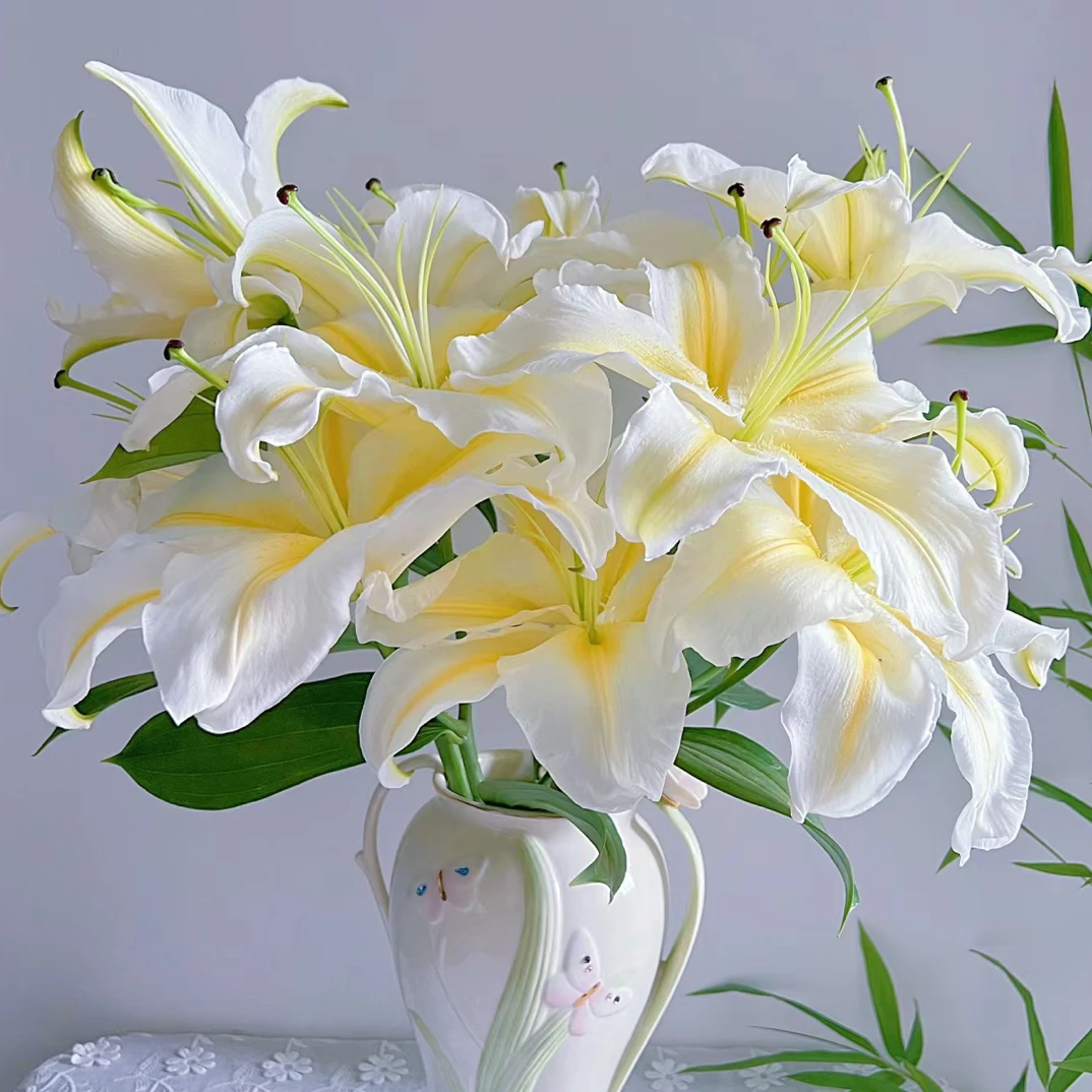 【彩虹】云南基地直发百合花鲜花瓶插水养香水百合鲜切花