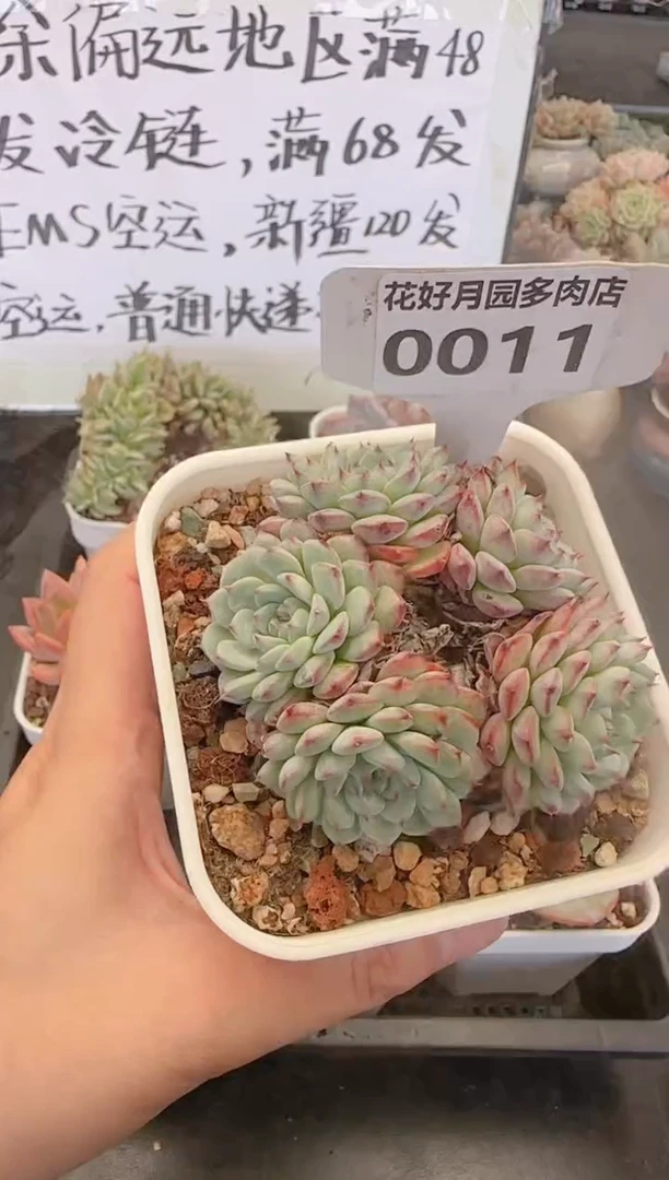 【闪购商品】0011姬莲