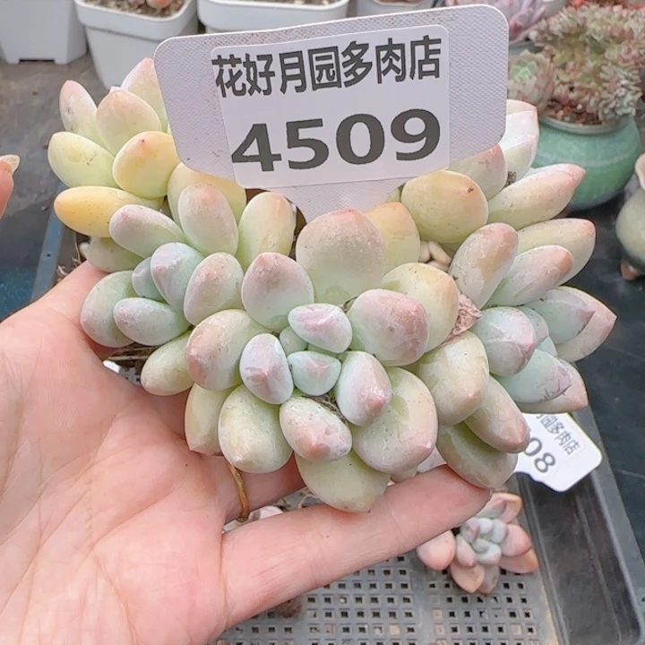 多肉植物4509……………