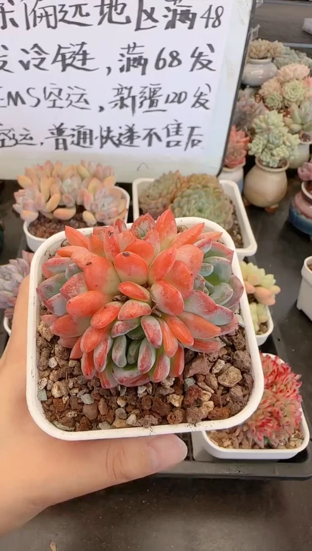 【闪购商品】0110全明星