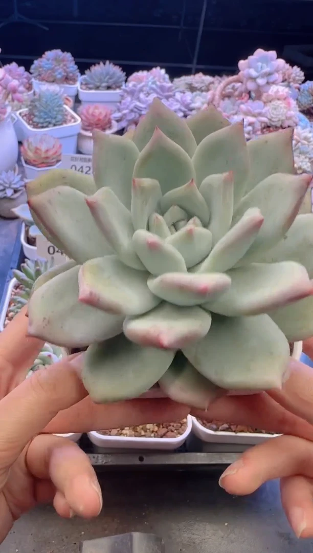 【闪购商品】0430.