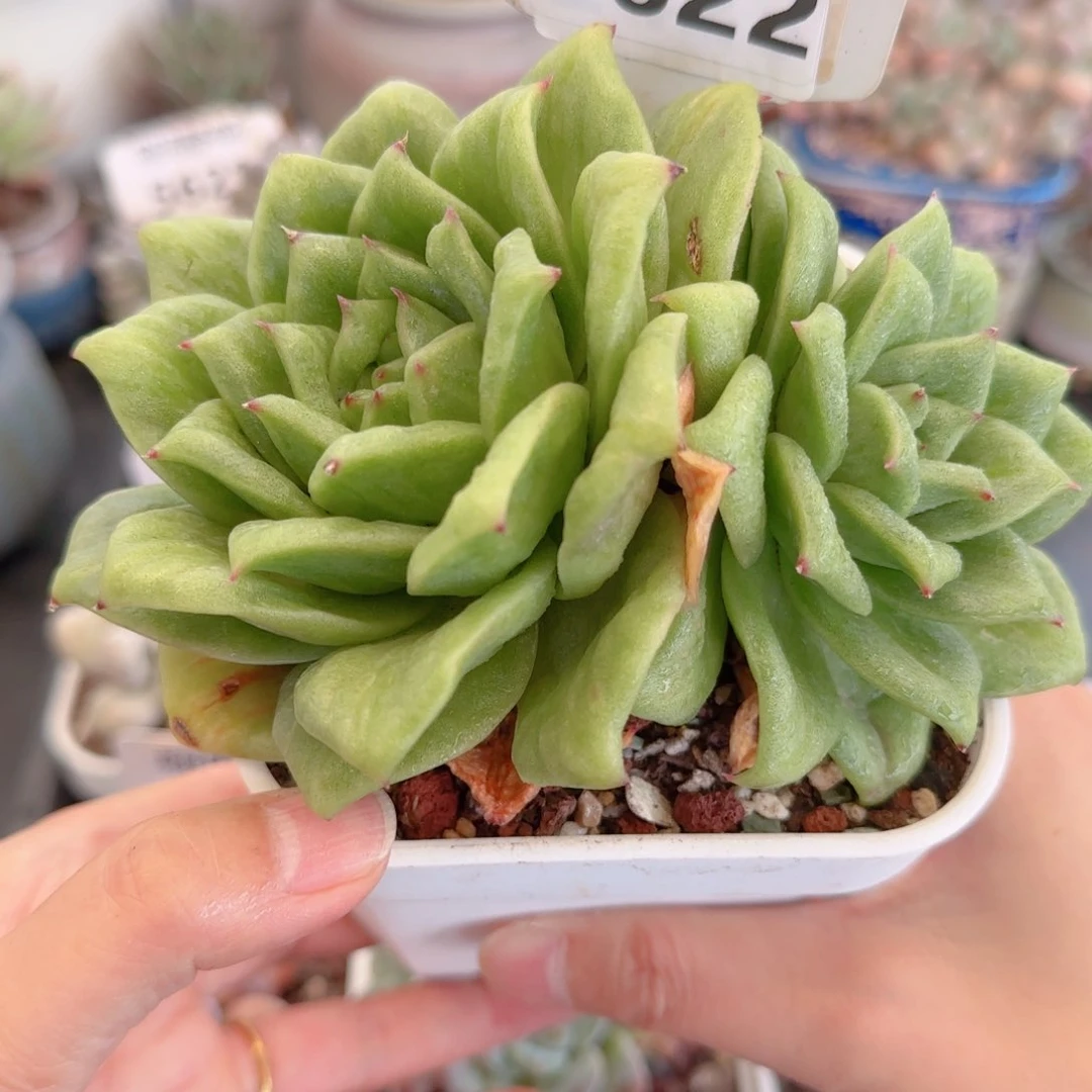 多肉植物5622………….