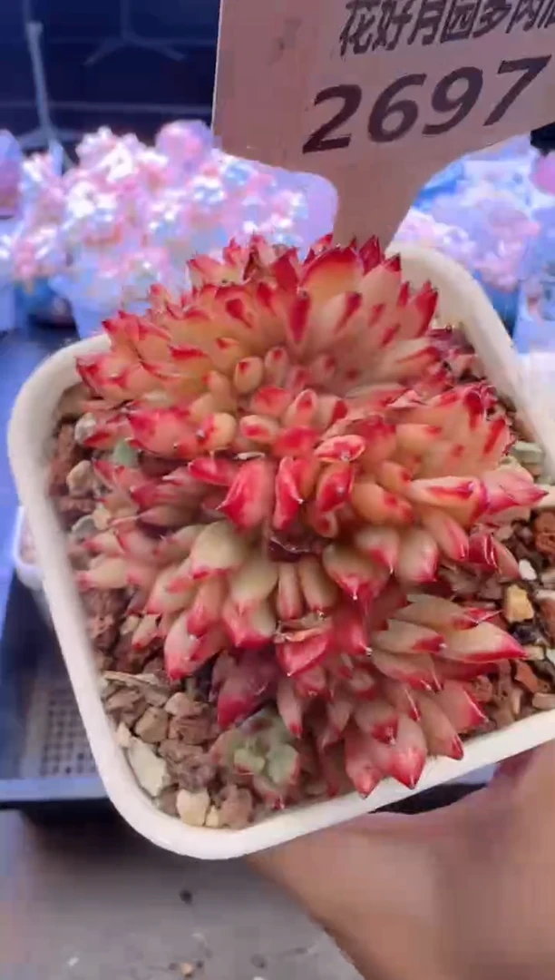 【闪购商品】2697.