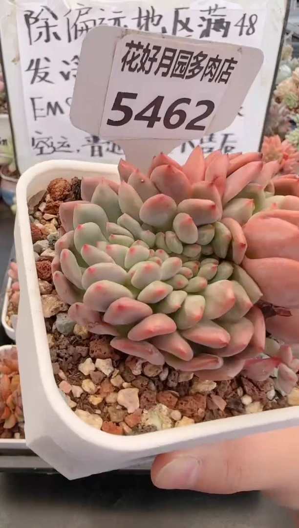 【闪购商品】5462爱丽儿缀化