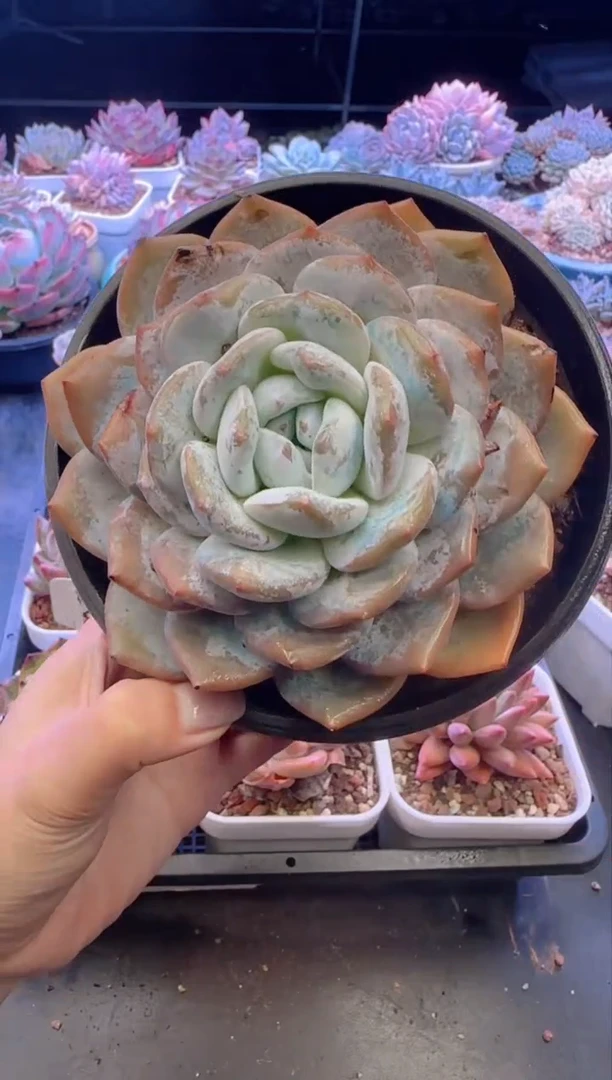 【闪购商品】8124.