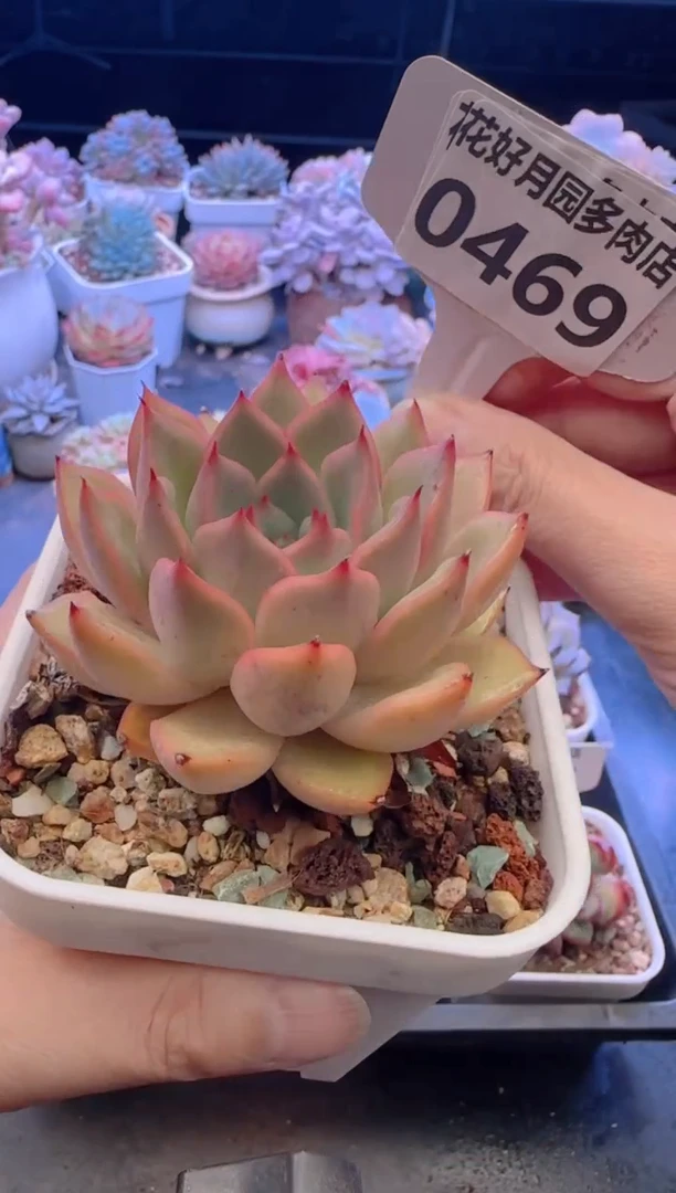 【闪购商品】0469香妃