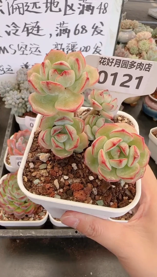 【闪购商品】0121香草