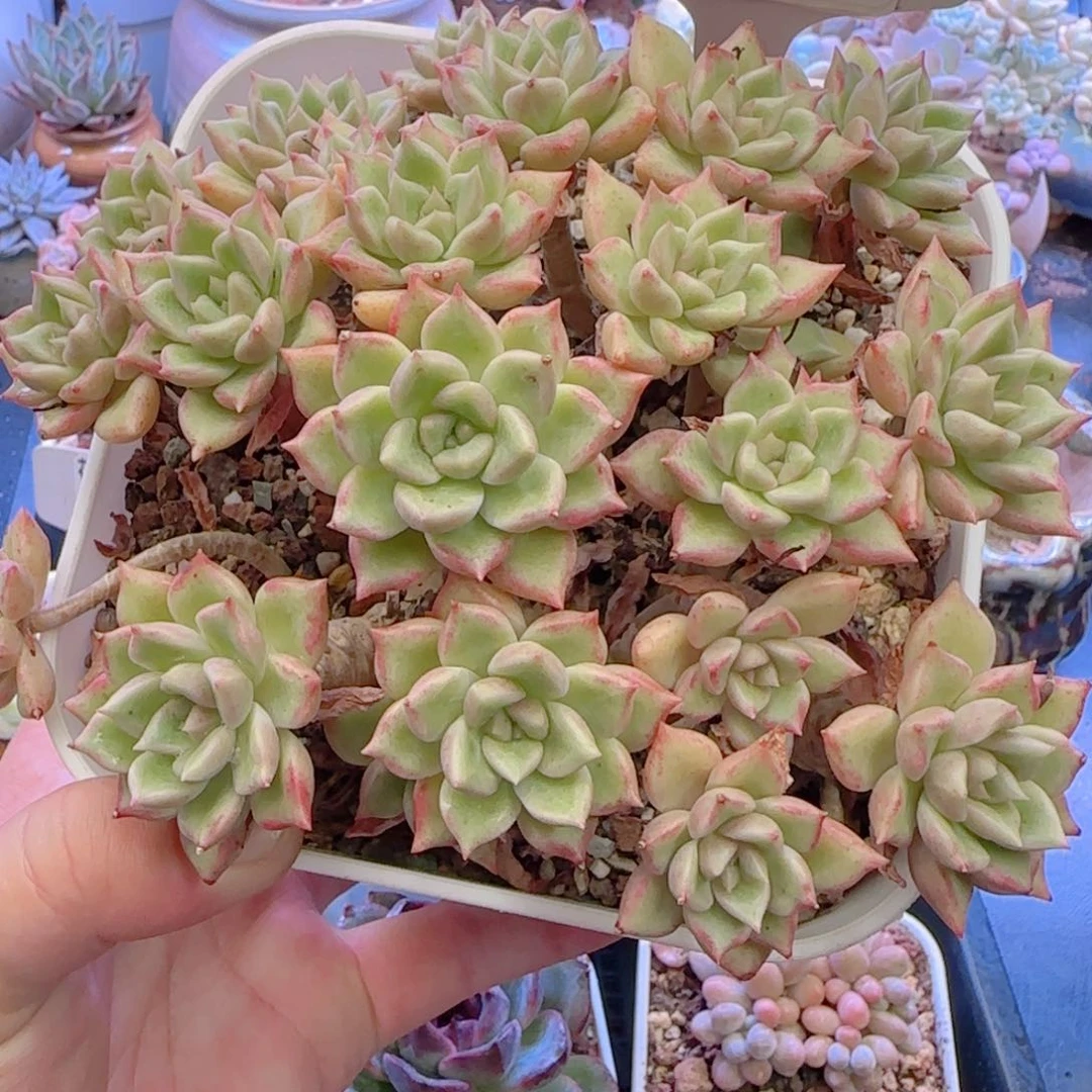 多肉植物5729…..........