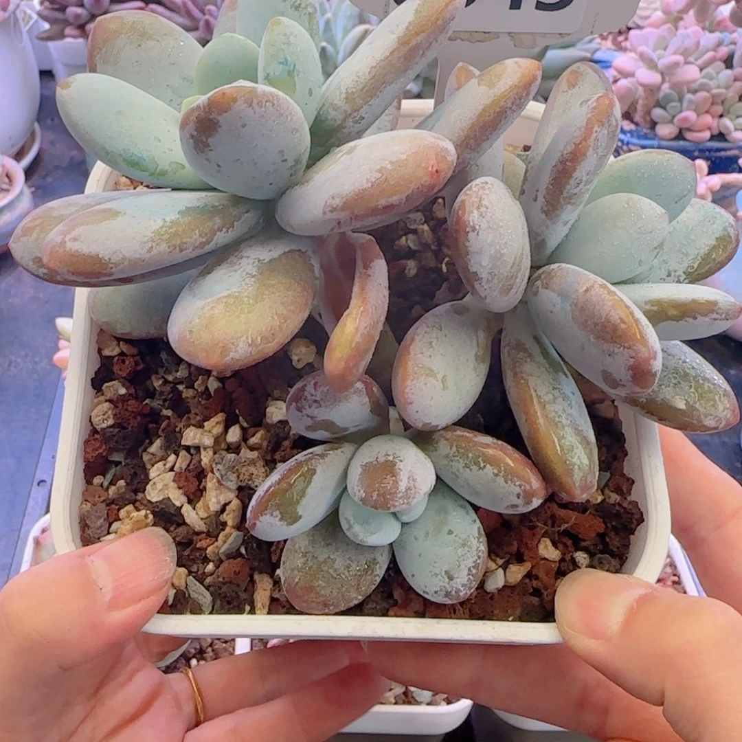 多肉植物0545………….