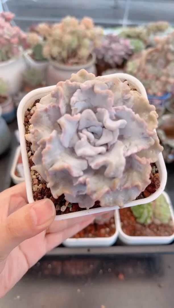 【闪购商品】5628.