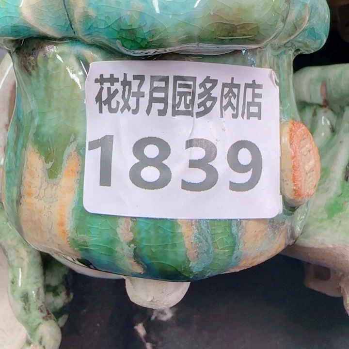 王*开多肉植物1839………..