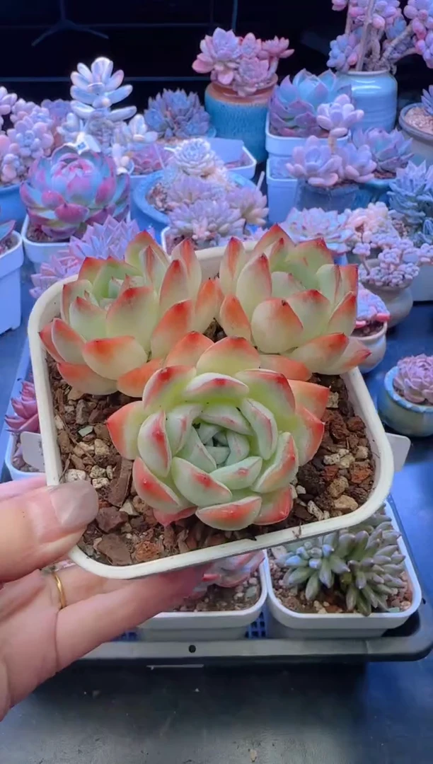 【闪购商品】3388.