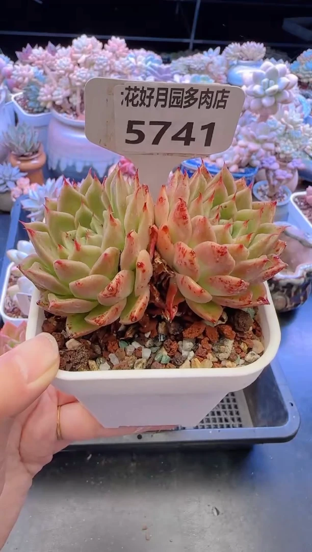 【闪购商品】5741.