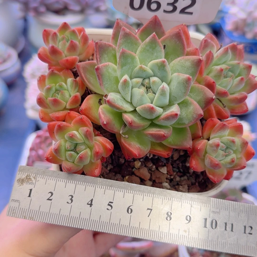多肉植物0632……………