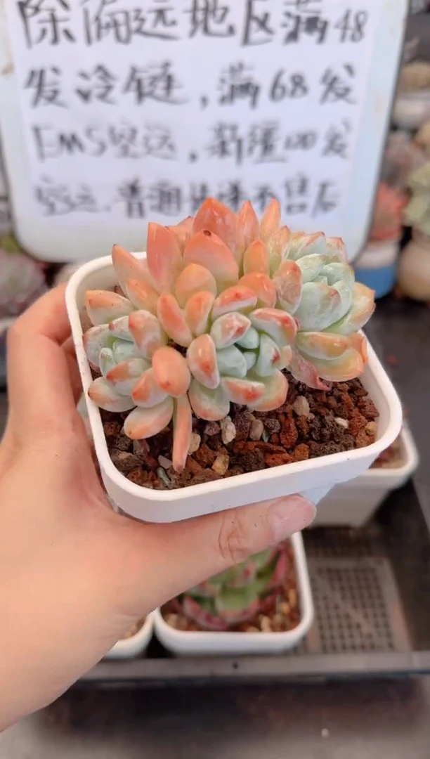 【闪购商品】0135.