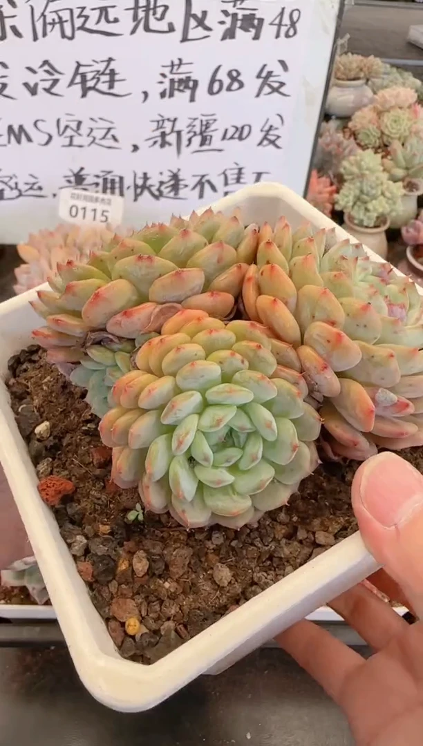 【闪购商品】0116白胖子