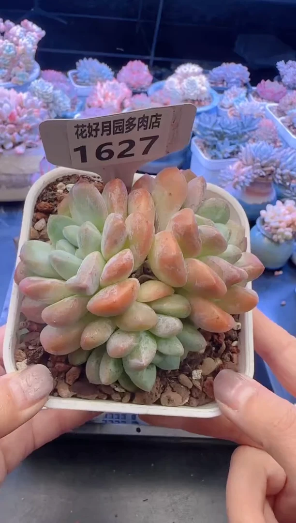 【闪购商品】1627.