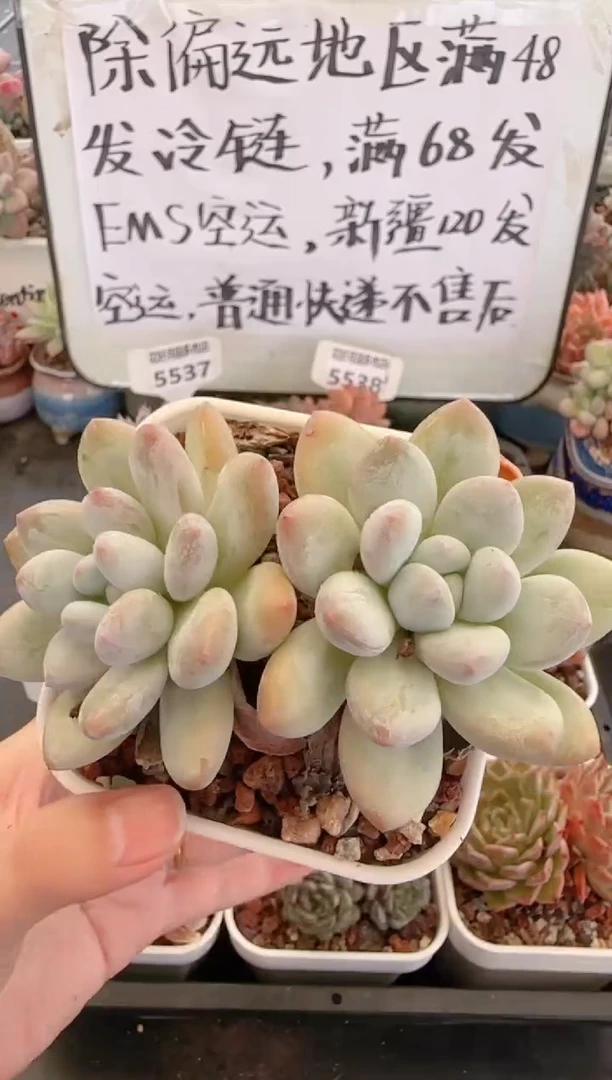 【闪购商品】5539新香水