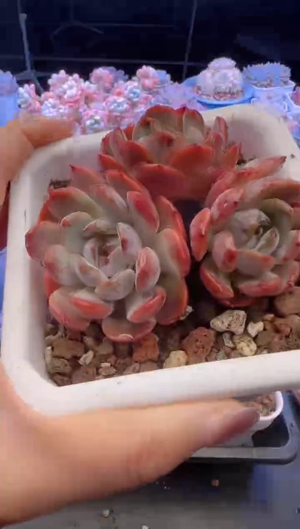 【闪购商品】2683.