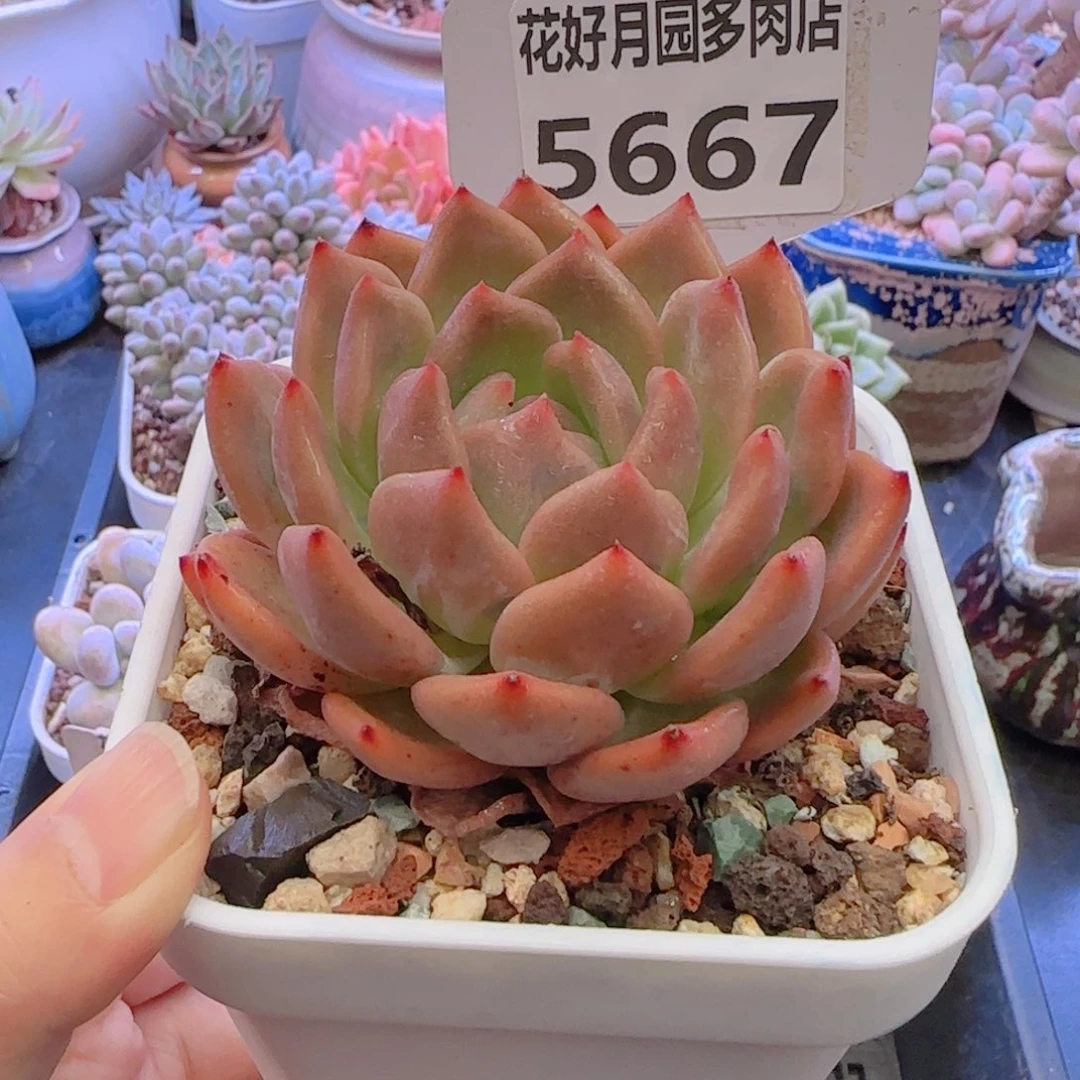 多肉植物5667…………..