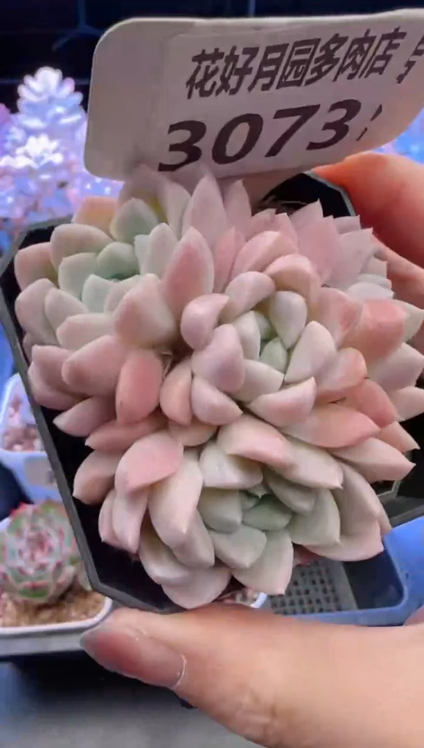 【闪购商品】3073.