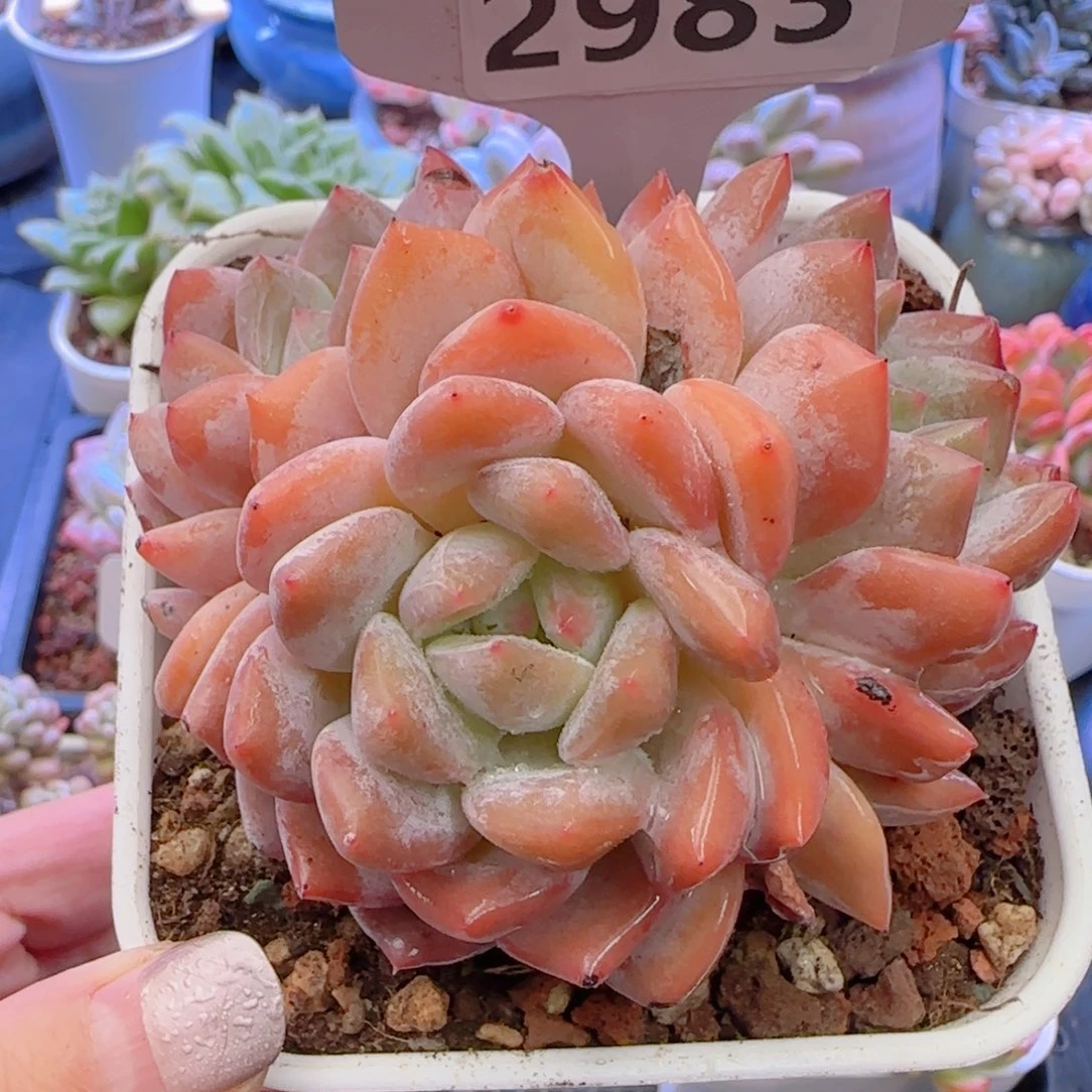 多肉植物2983…………..