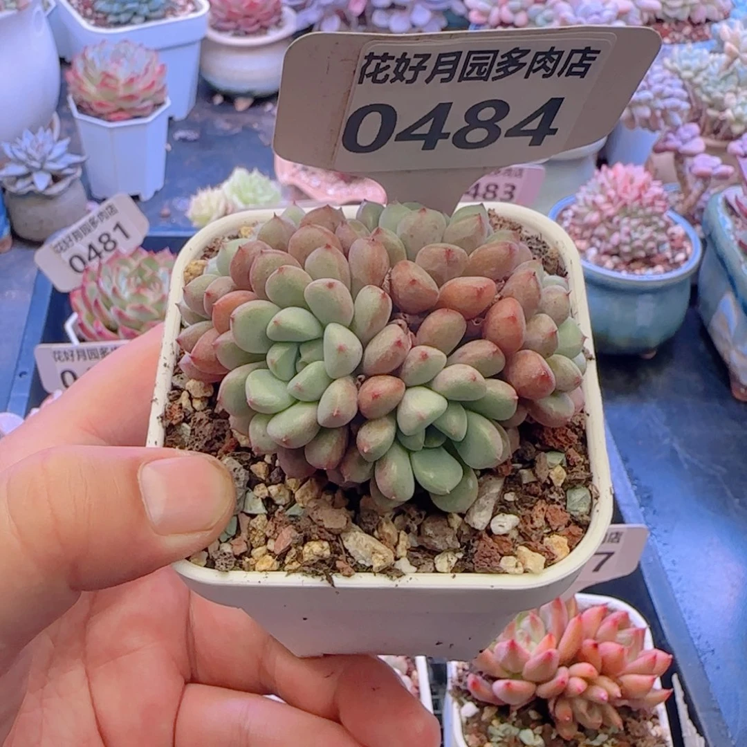 晴*。多肉植物0484………………