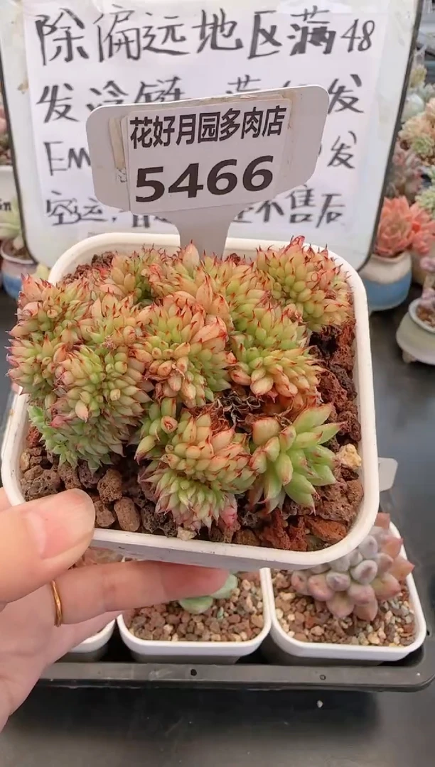 【闪购商品】5466精灵女王缀化