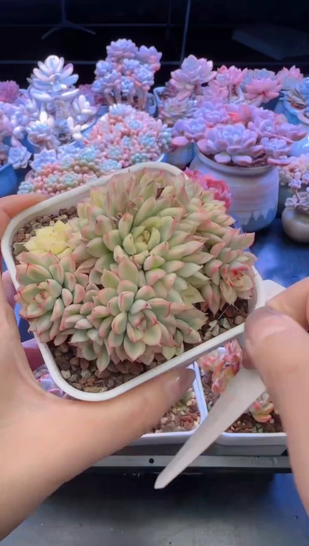 【闪购商品】2858.